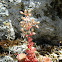 Red stonecrop