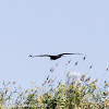 Marsh Harrier; Aguilucho Lagunero