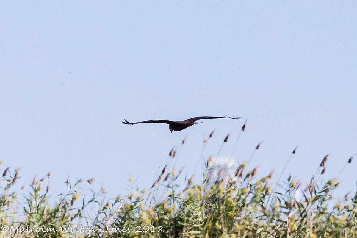 Marsh Harrier; Aguilucho Lagunero