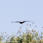 Marsh Harrier; Aguilucho Lagunero