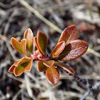 Common Cotoneaster