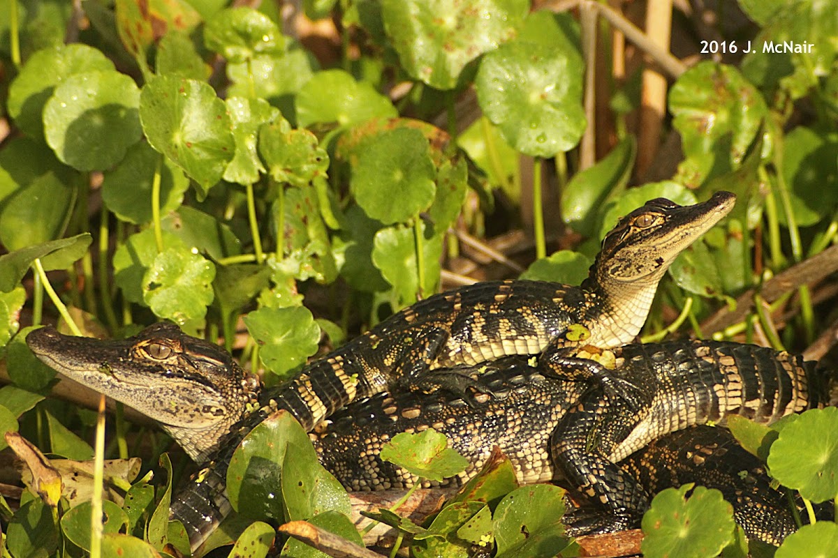 American Alligator