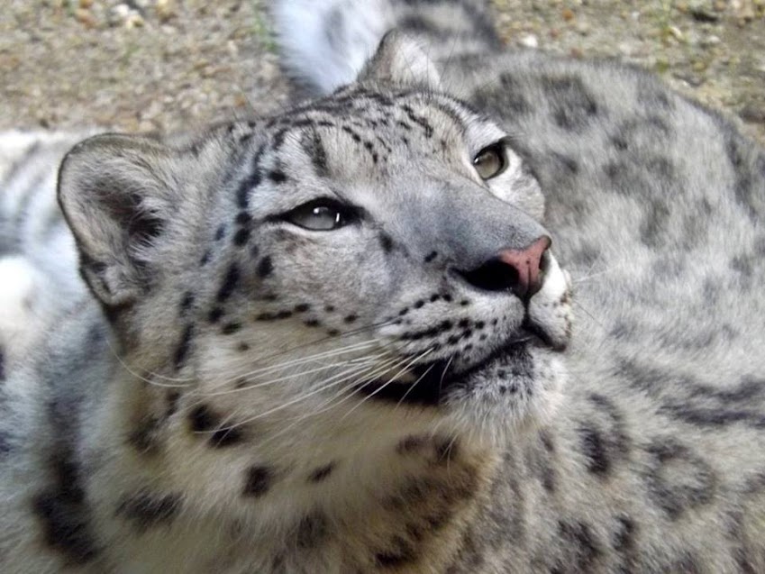 Panthère des neiges, Bioparc de Doué la Fontaine - Tous droits réservés