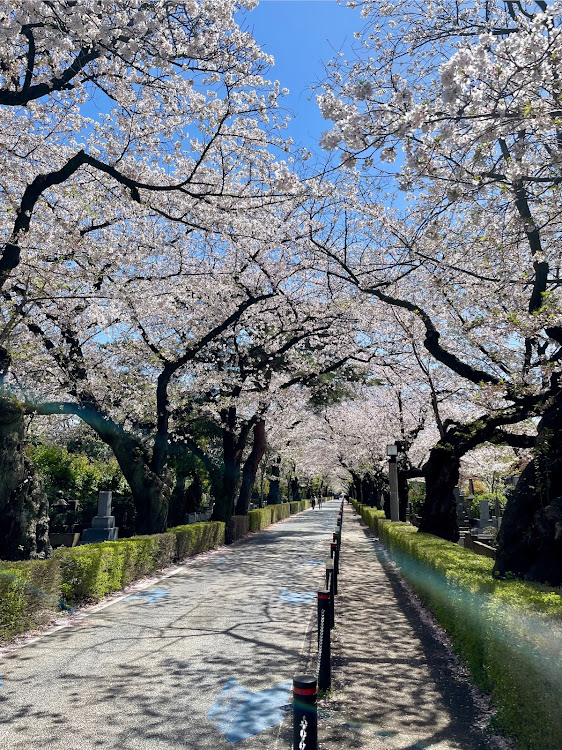 エクストレイルのサクラと愛車・エクストレイルT31・明治記念館・青山霊園・ロイヤルガーデンカフェに関するカスタム事例の投稿画像3枚目