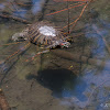 Red Eared Turtle