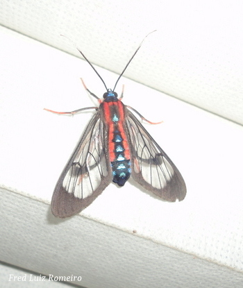 Cosmosoma Tiger Moth