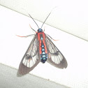 Cosmosoma Tiger Moth