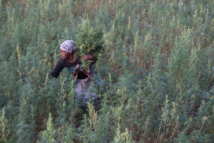 Sizane Nompethu harvests cannabis in the remote Pondoland village of Mkumbi.