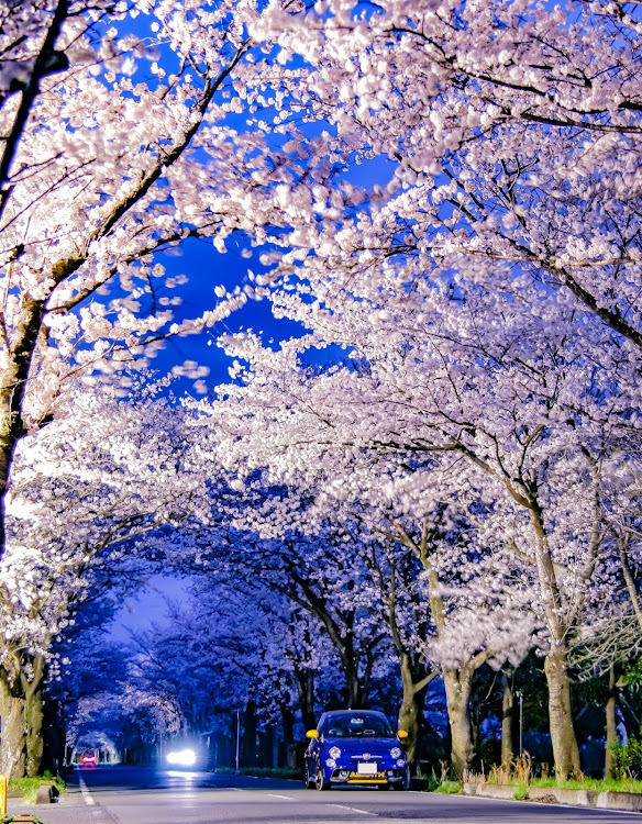 アバルト 595のdiscover＿ct・桜はいいよな(〃´ω`〃)・縦構図はいいかも( *´艸｀)・桜とコラボ🌸・ウニはいいよな(*´-`)に関するカスタム事例の投稿画像4枚目