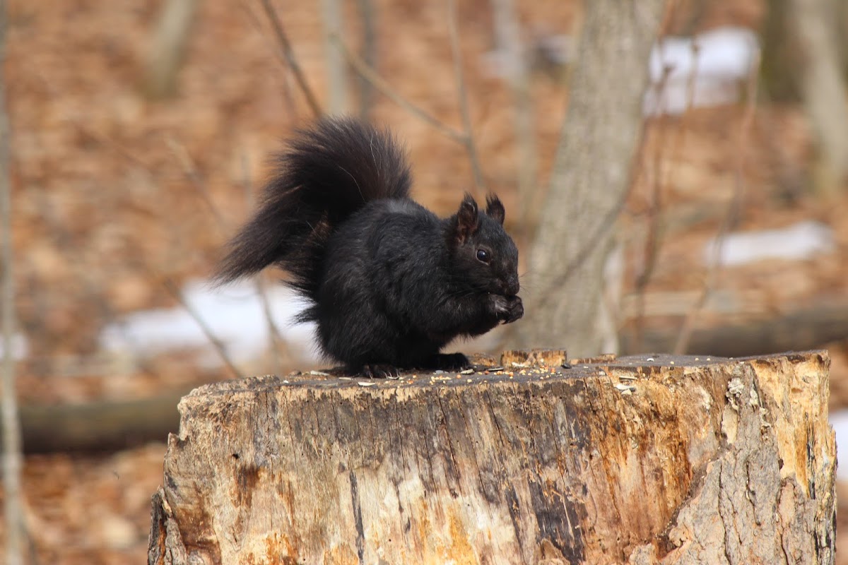 Black Squirrel