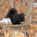 Black Squirrel