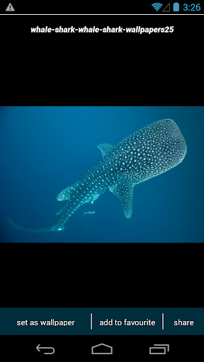 Whale Shark Wallpapers