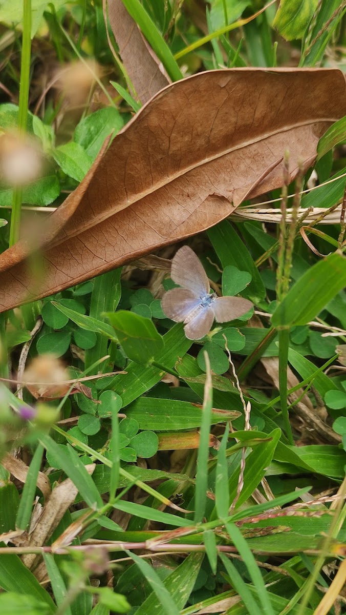 Lesser Grass Blue