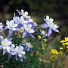 Colorado Columbine