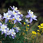 Colorado Columbine