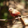 Crimson Finch (juvenile)