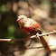 Crimson Finch (juvenile)