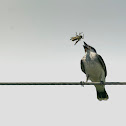 Eastern Kingbird