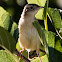 Zitting Cisticola; Buitrón