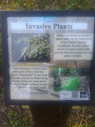 Invasive Plants