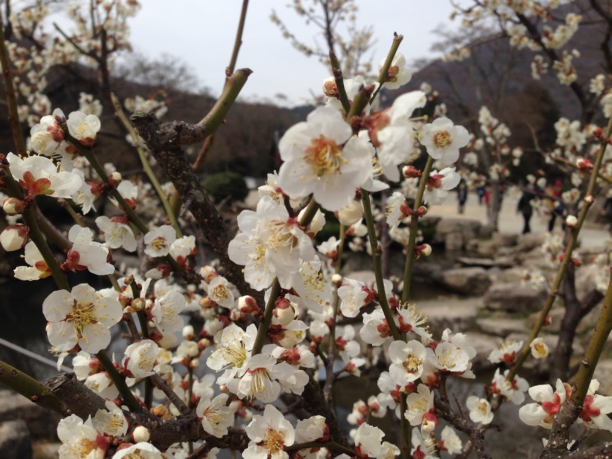 Prunus mume