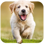 Cover Image of Herunterladen Dog Wallpapaers & Puppy Backgrounds 4.7.6.2 APK