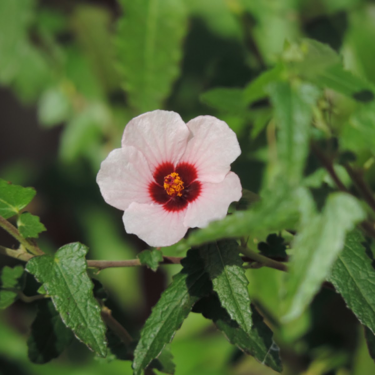 Brazilian Rockrose