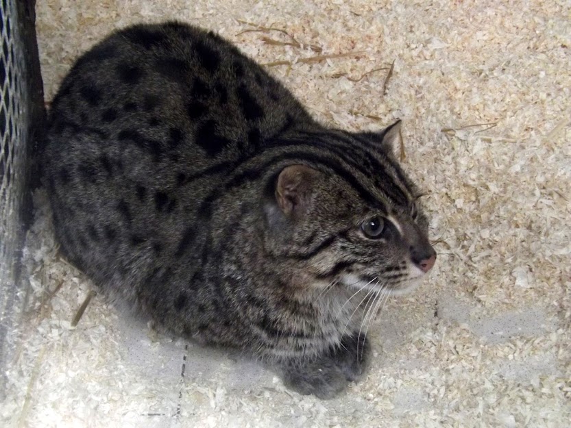 Chat pêcheur, Refuge de l'Arche - Tous droits réservés