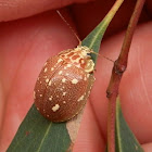 Paropsine Leaf Beetle