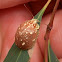 Paropsine Leaf Beetle