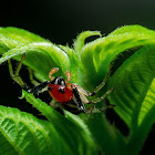 Flat-abdomen Crab Spider