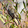 House Sparrow