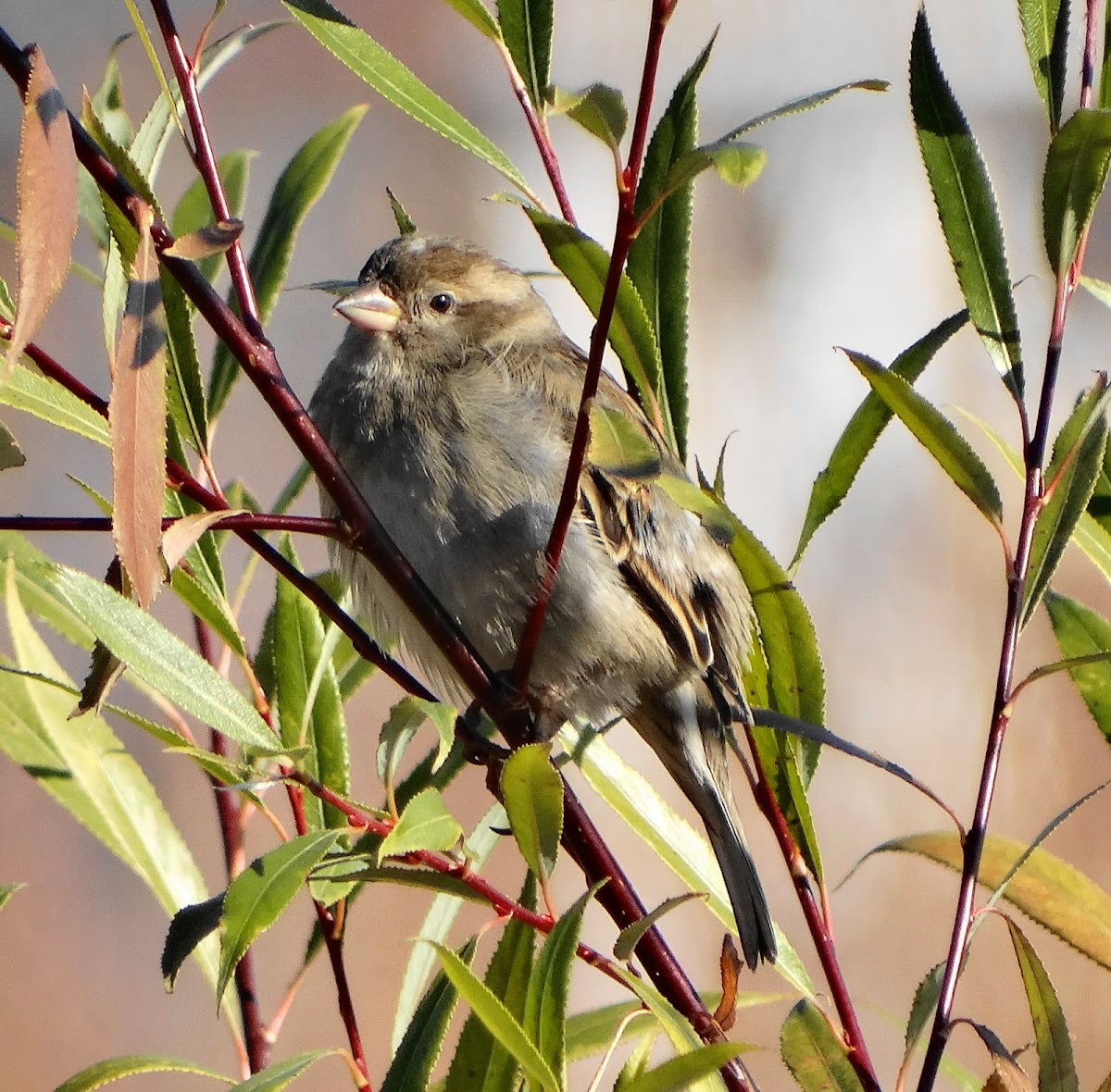 House Sparrow