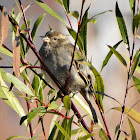 House Sparrow