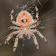 Brown spotted orb weaver