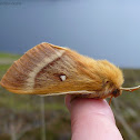 oak eggar