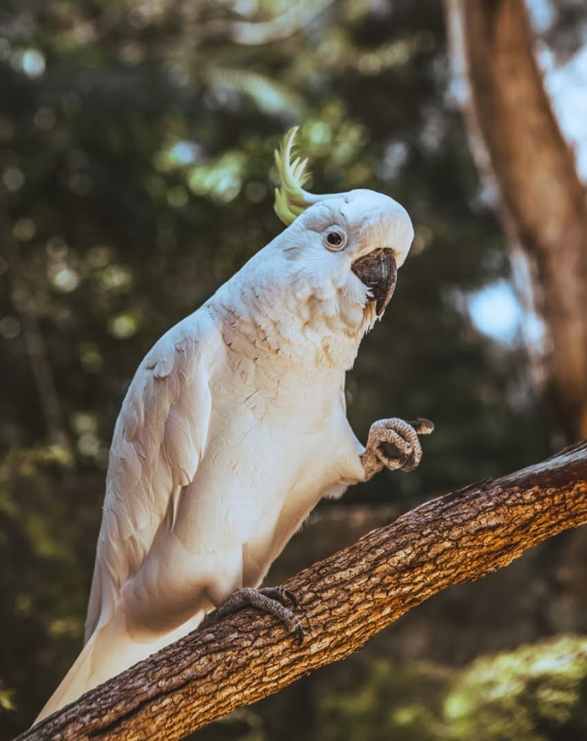 cockatoo