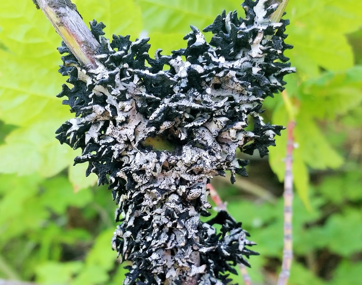 Tube Lichen