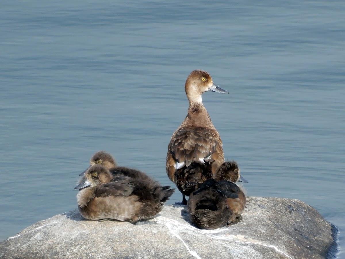 Lesser Scaup