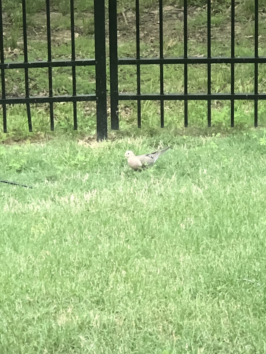 Northern Mockingbird