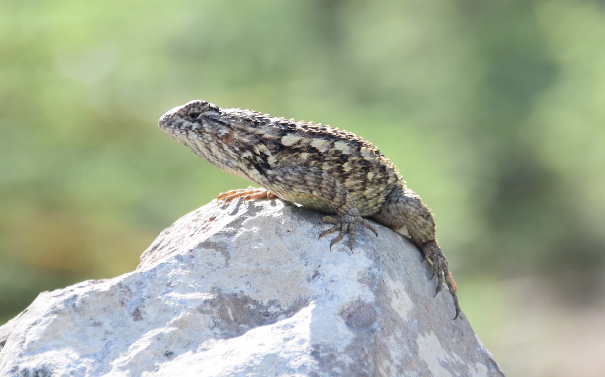 Spiny Lizard