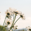 Daisies flower bloom meadow