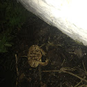 Fowler’s Toad