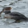 Hooded merganser (female)