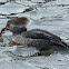 Hooded merganser (female)