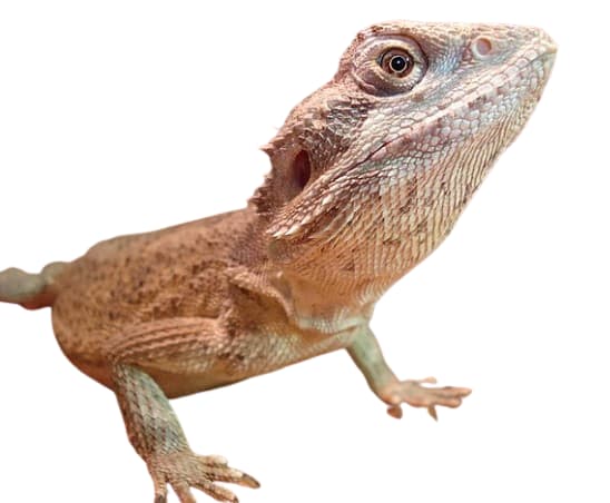 Mitchell's bearded dragon