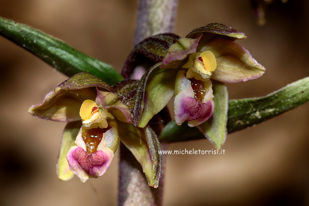 Epipactis meridionalis