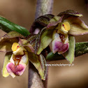 Epipactis meridionalis