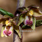 Epipactis meridionalis