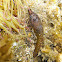 Shore clingfish. Chafarrocas